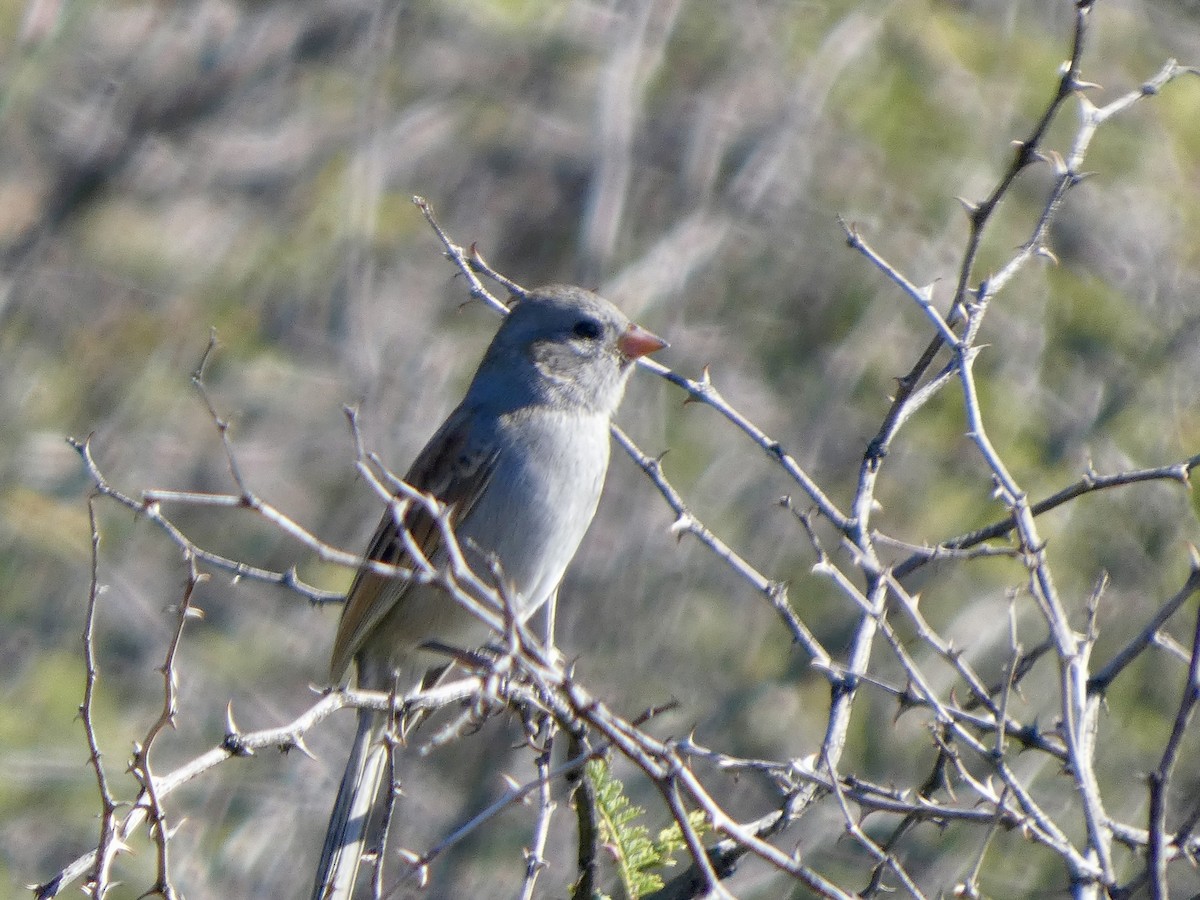 Black-chinned Sparrow - ML644097900