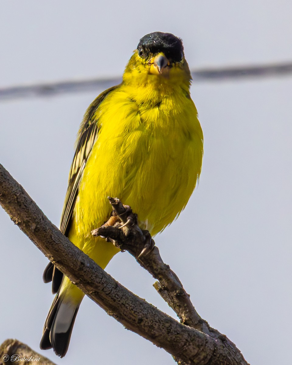 Lesser Goldfinch - ML644097925