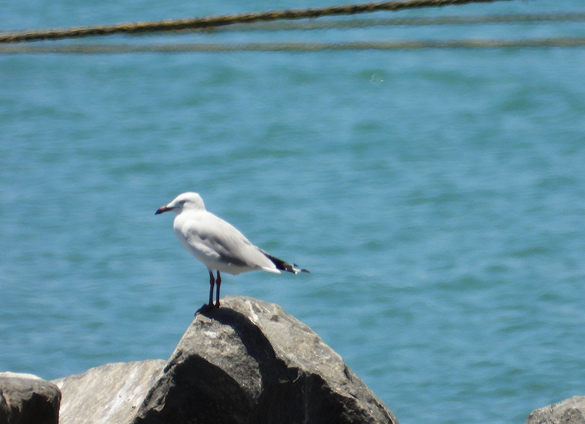 Silver Gull - ML644097940