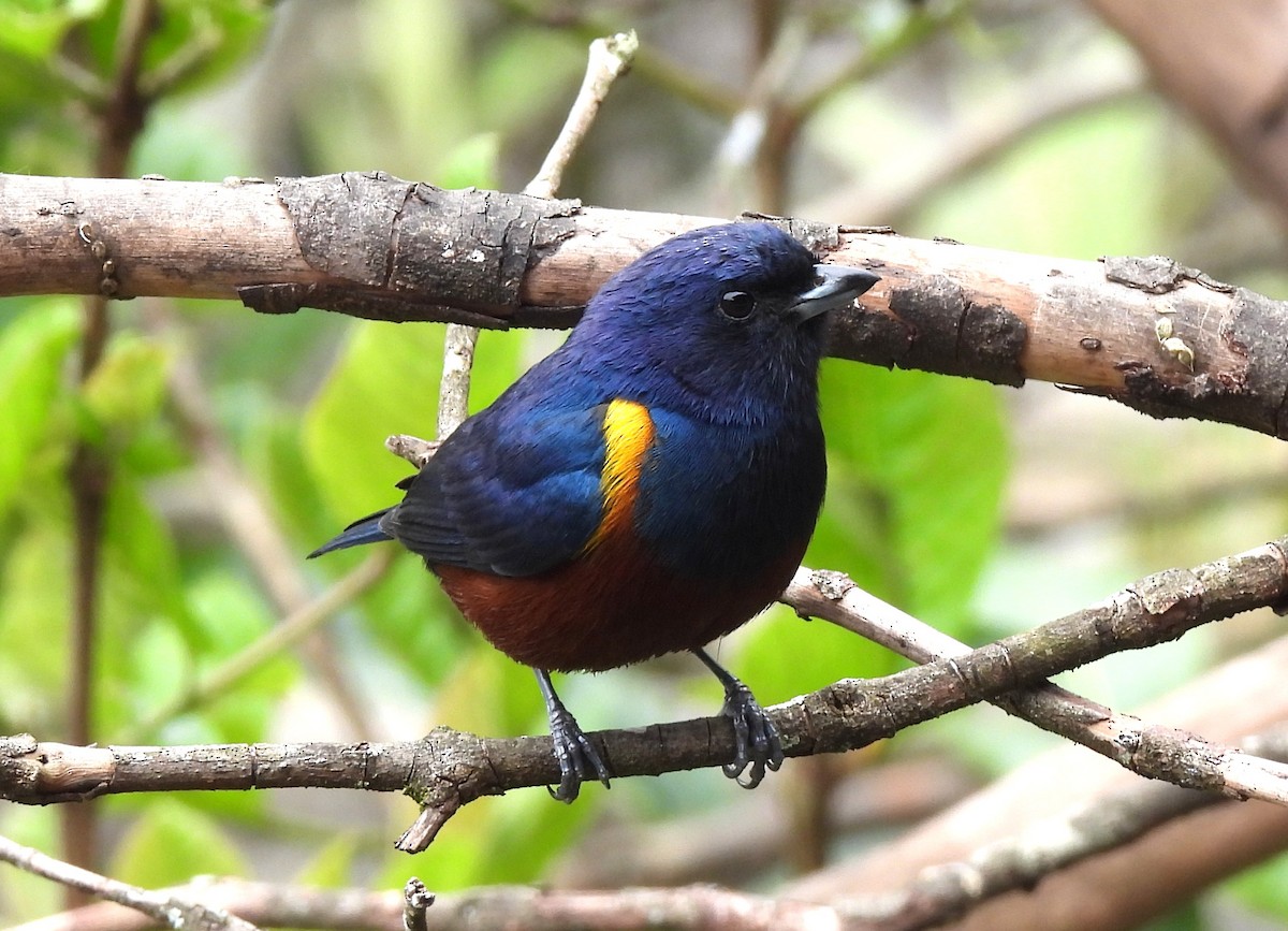 Chestnut-bellied Euphonia - ML644097944