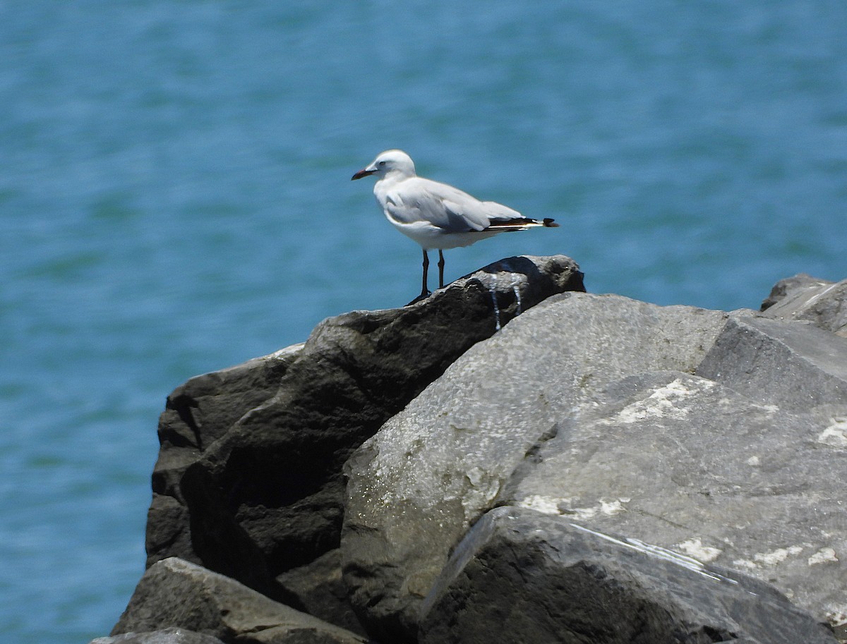 Silver Gull - ML644097945