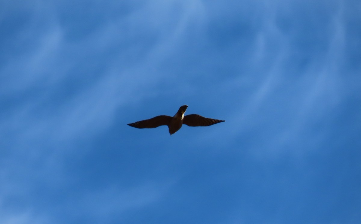 Cooper's Hawk - ML644097947