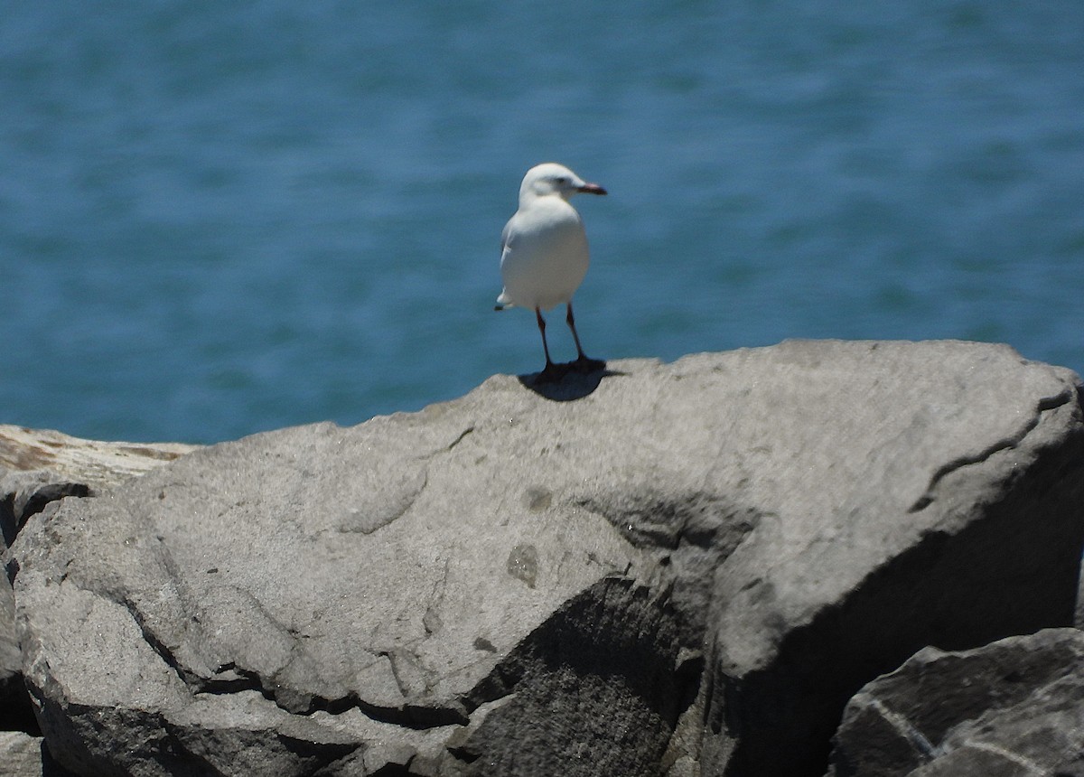 Silver Gull - ML644097949