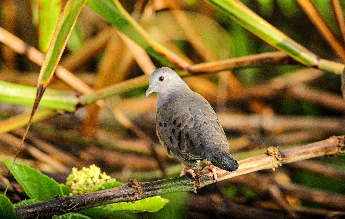 Zwergtäubchen - ML644097951