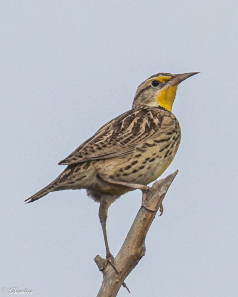 Western Meadowlark - ML644097955