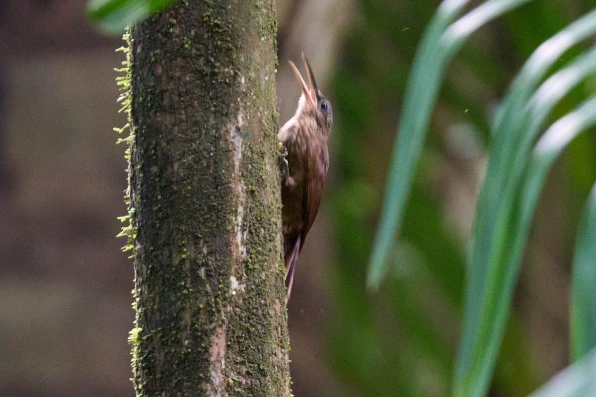 Cocoa Woodcreeper - ML644097957