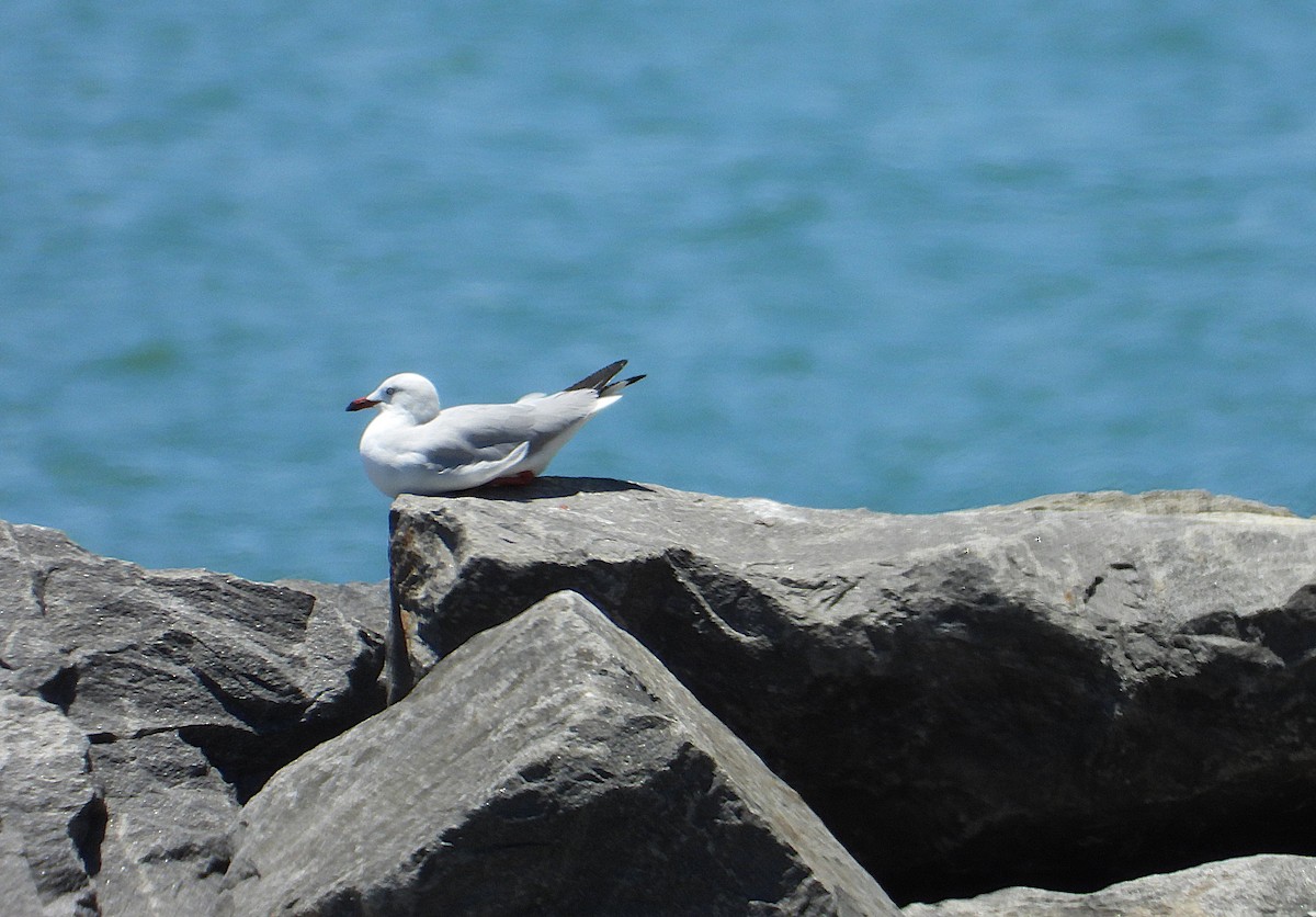 Silver Gull - ML644097958