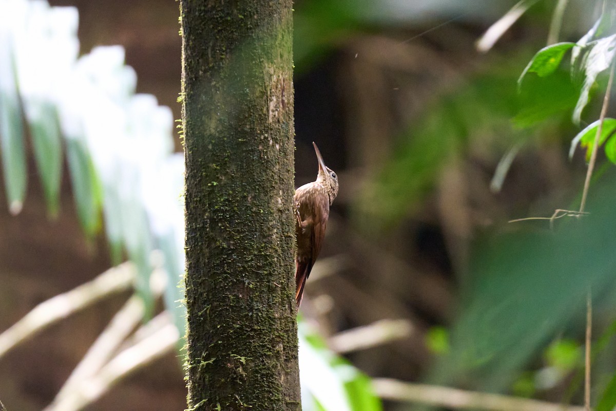 Cocoa Woodcreeper - ML644097959
