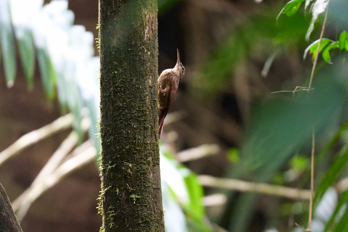 Cocoa Woodcreeper - ML644097960