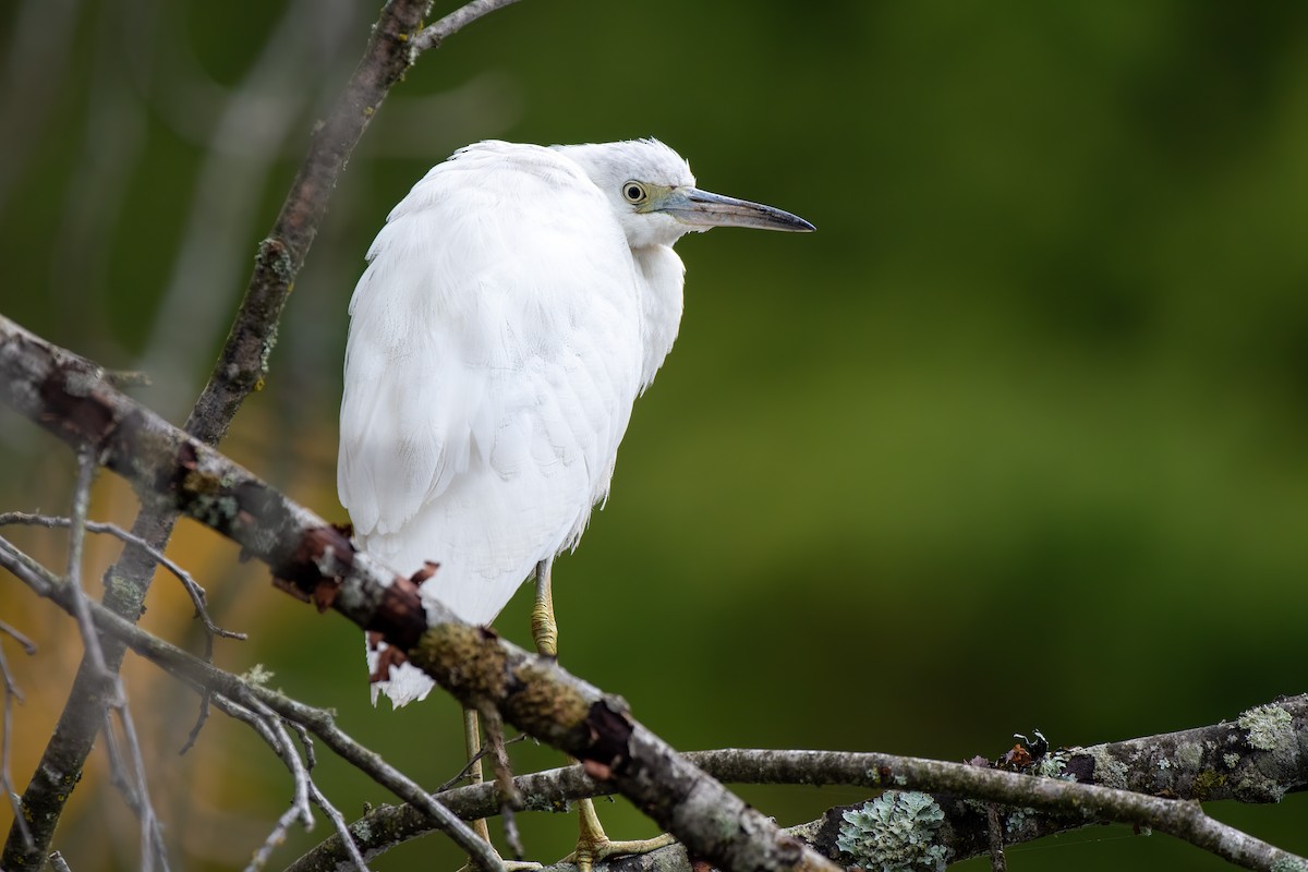 Little Blue Heron - ML644097968