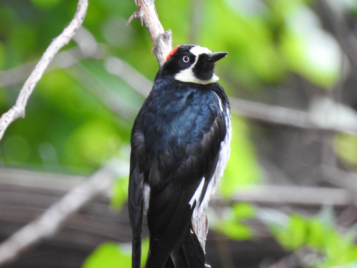 Acorn Woodpecker - ML644097969