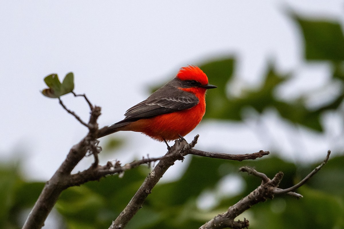 Vermilion Flycatcher - ML644097973