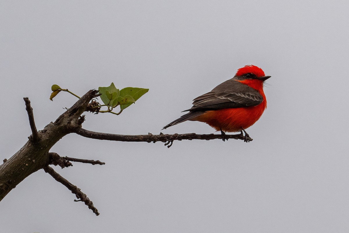 Vermilion Flycatcher - ML644097974