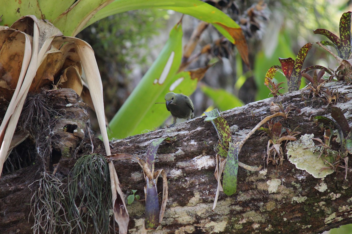 Palm Tanager - ML644097980