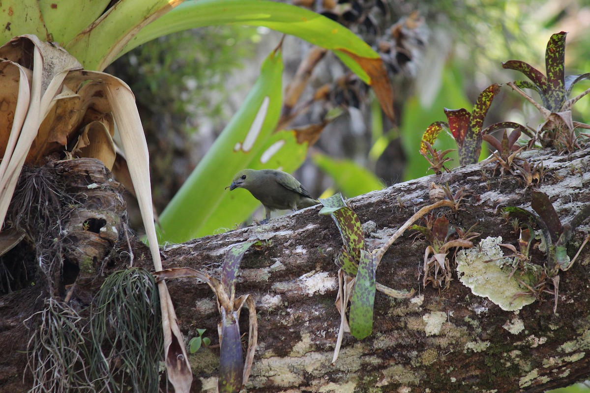 Palm Tanager - ML644097981
