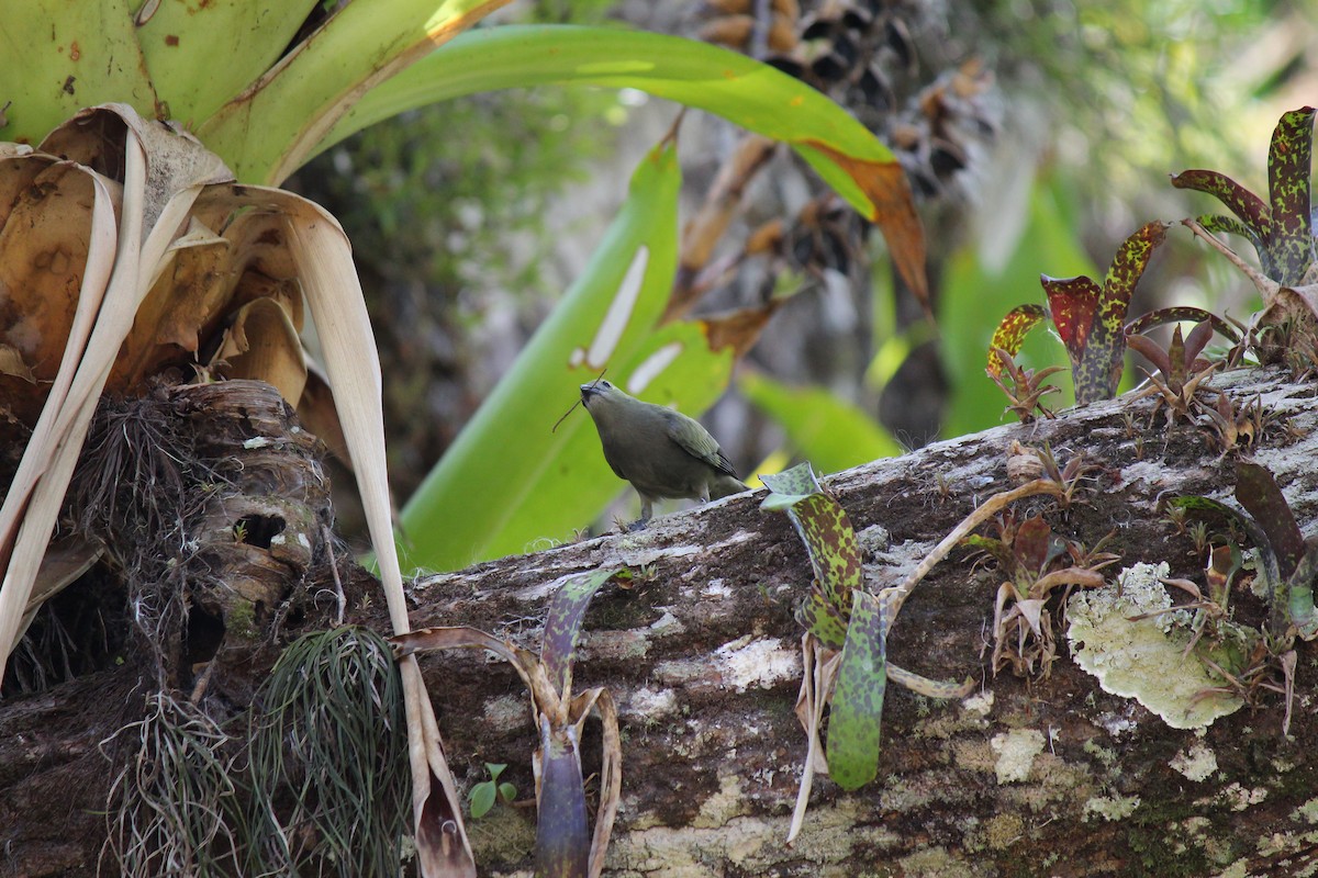 Palm Tanager - ML644097983