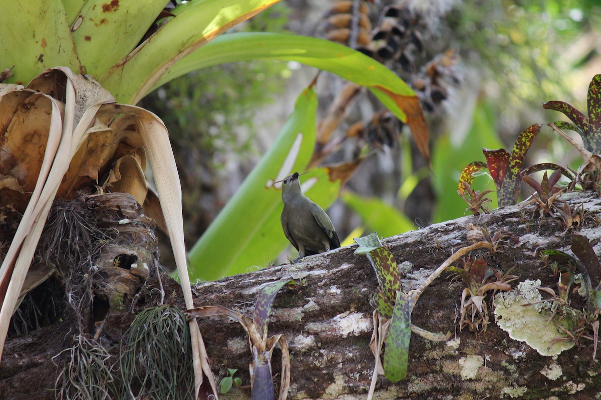 Palm Tanager - ML644097984