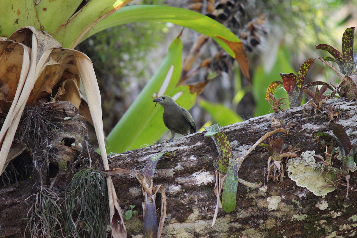 Palm Tanager - ML644097985