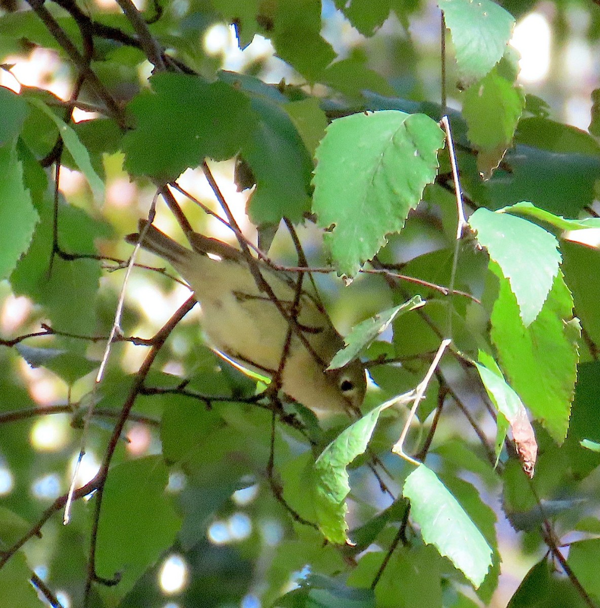 Ruby-crowned Kinglet - ML644098000