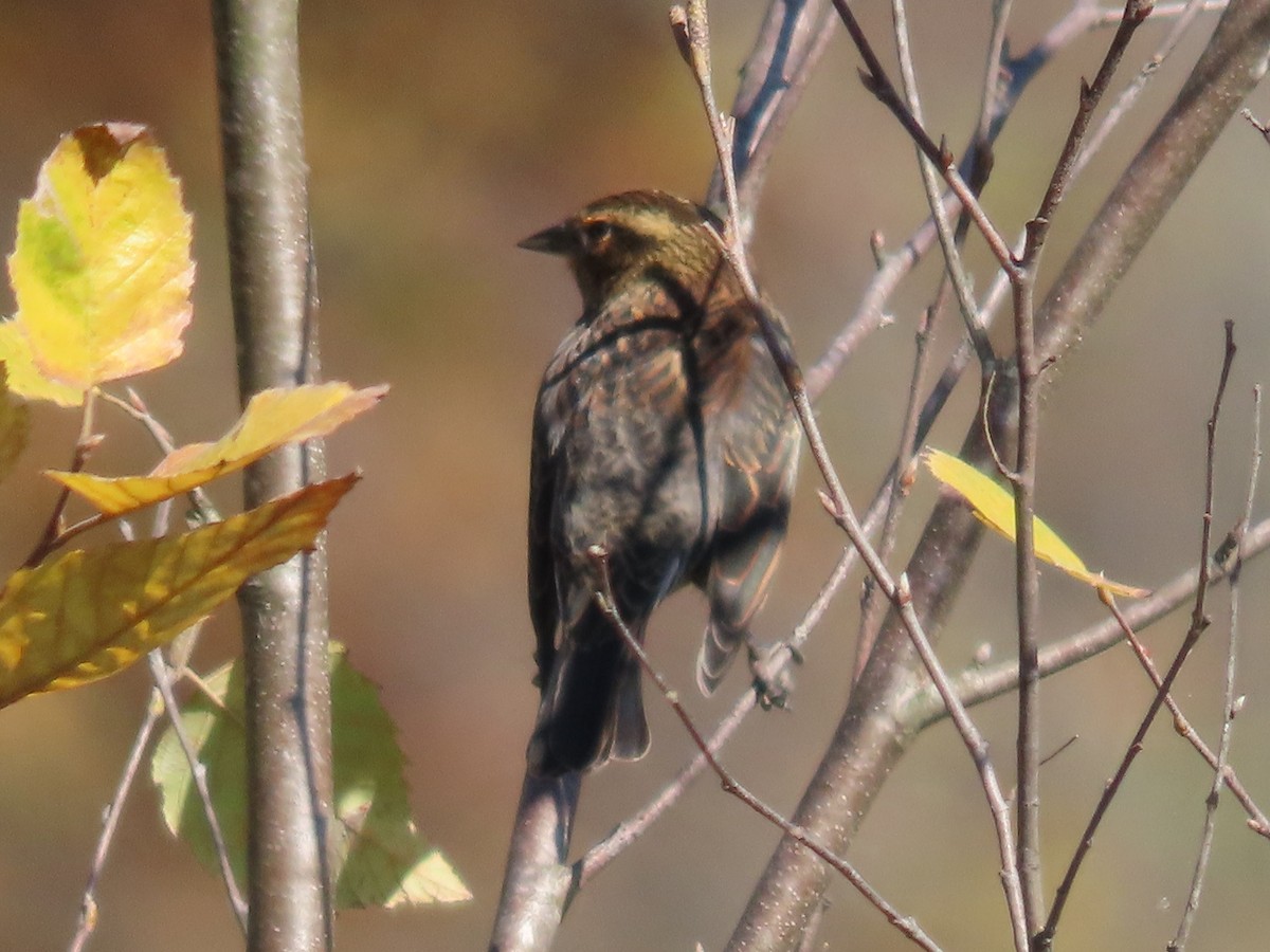 Red-winged Blackbird - ML644098008