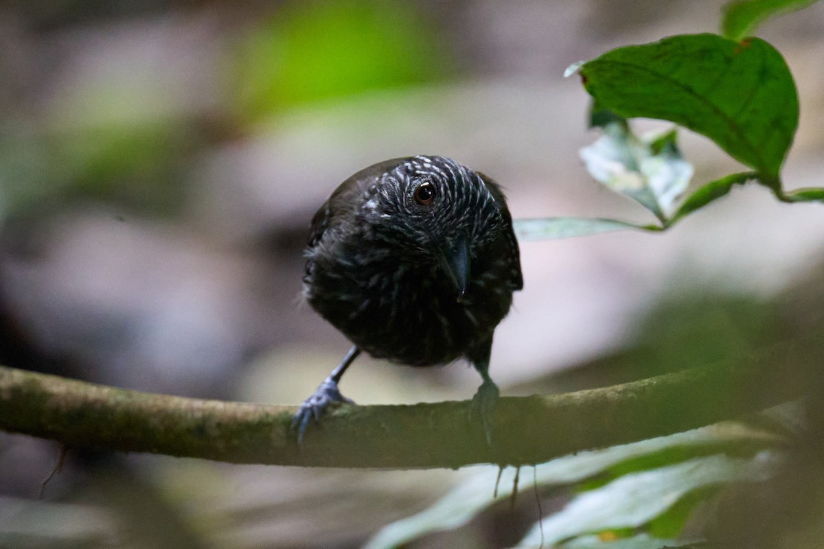 Black-hooded Antshrike - ML644098015