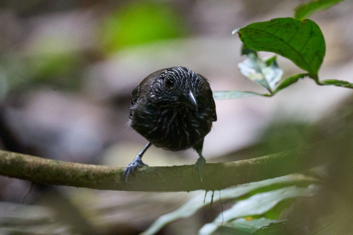 Black-hooded Antshrike - ML644098016