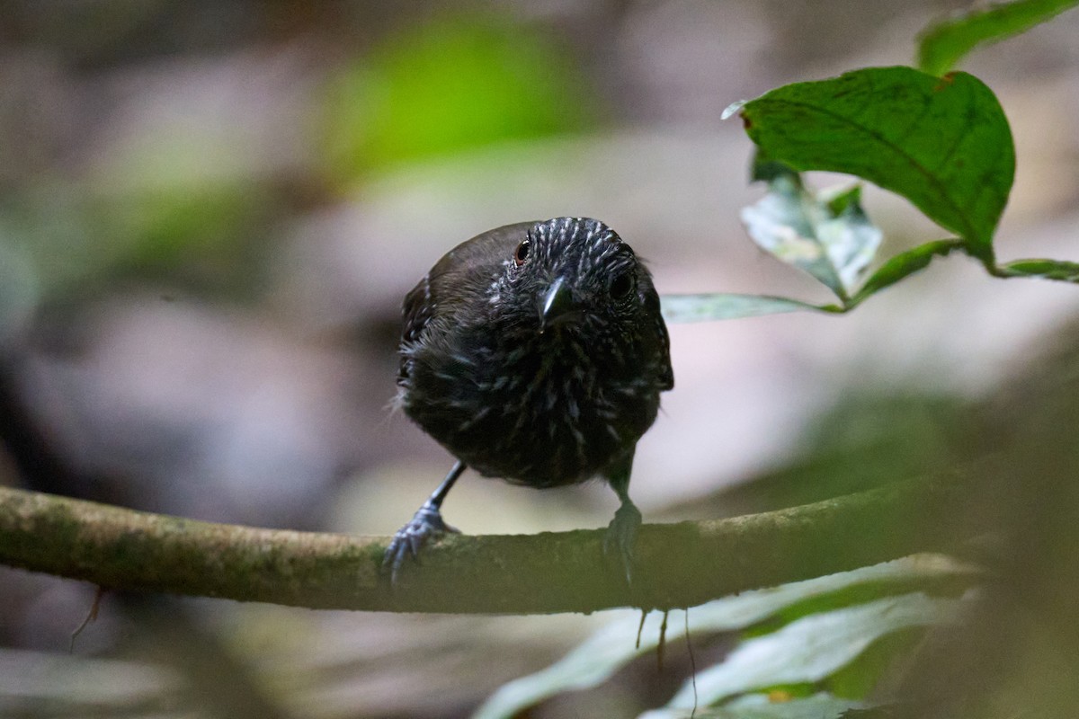 Black-hooded Antshrike - ML644098018