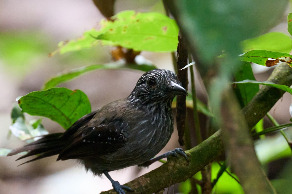 Black-hooded Antshrike - ML644098020