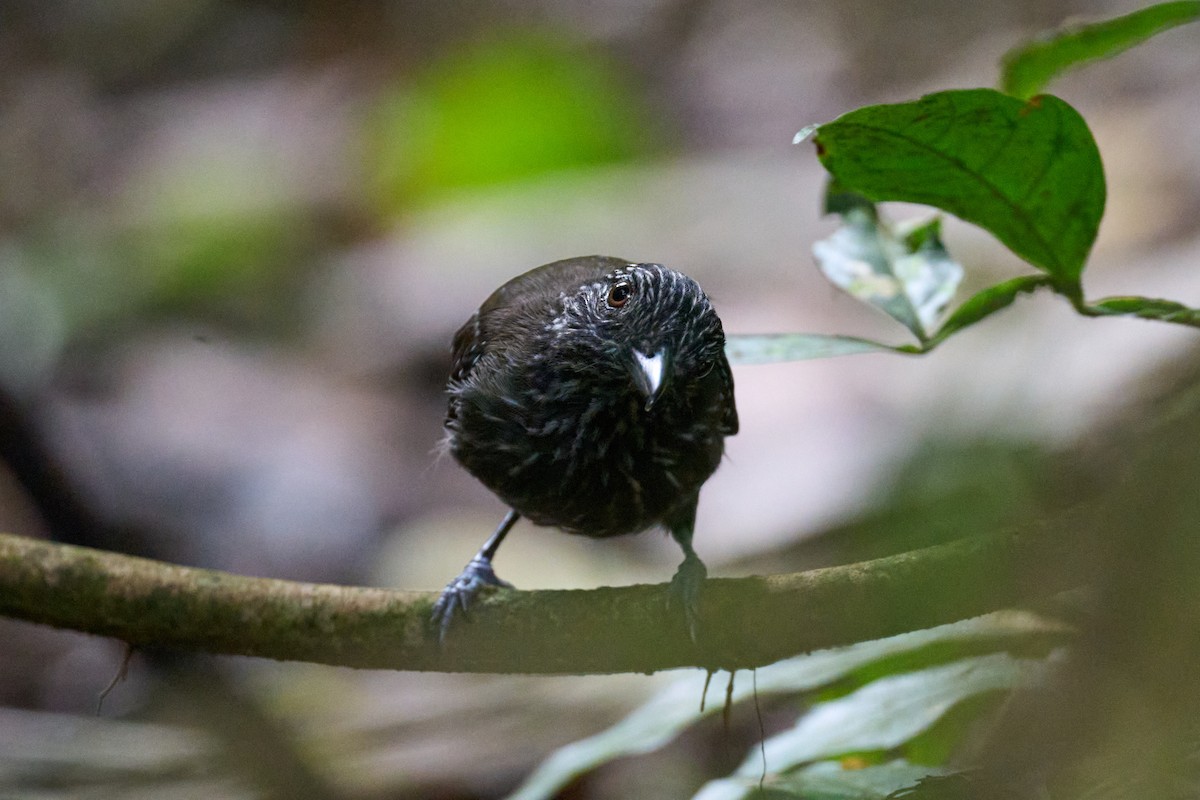 Black-hooded Antshrike - ML644098022
