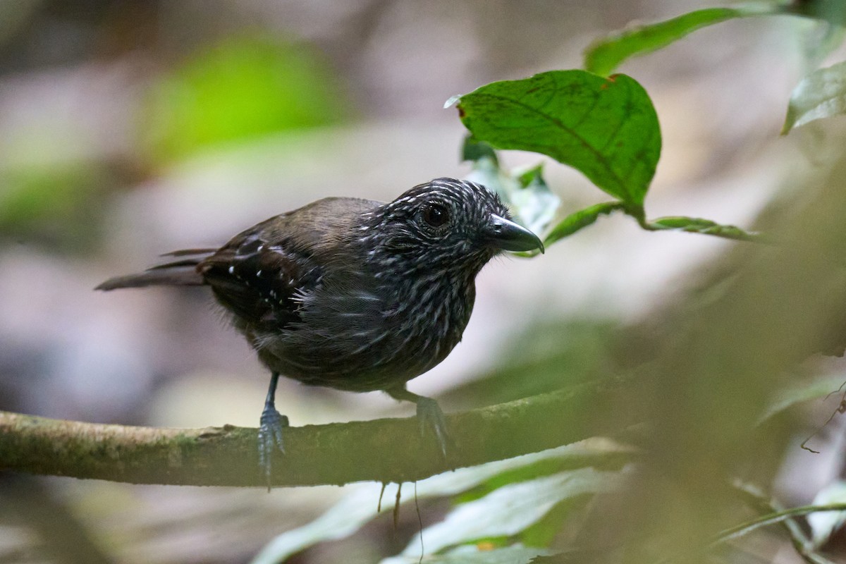 Black-hooded Antshrike - ML644098023