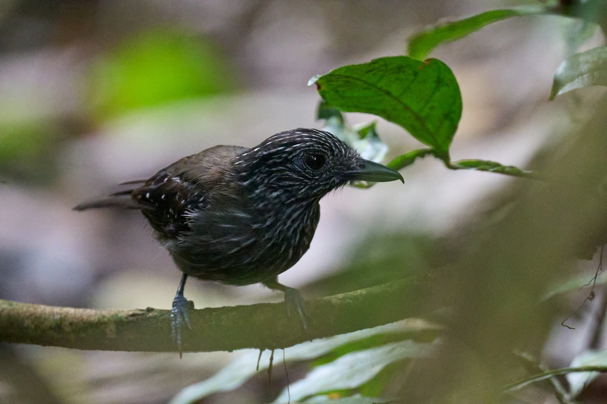 Black-hooded Antshrike - ML644098025