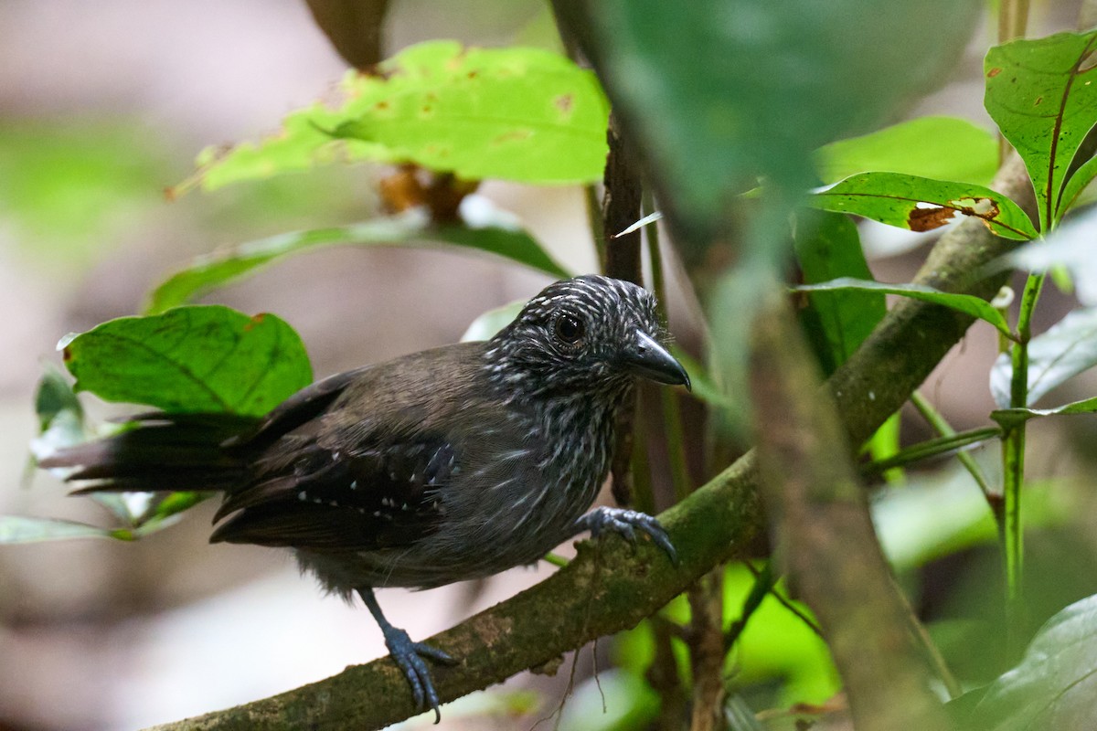 Black-hooded Antshrike - ML644098026