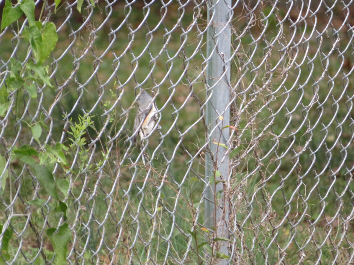 Grauhäubchenmeise - ML644098041