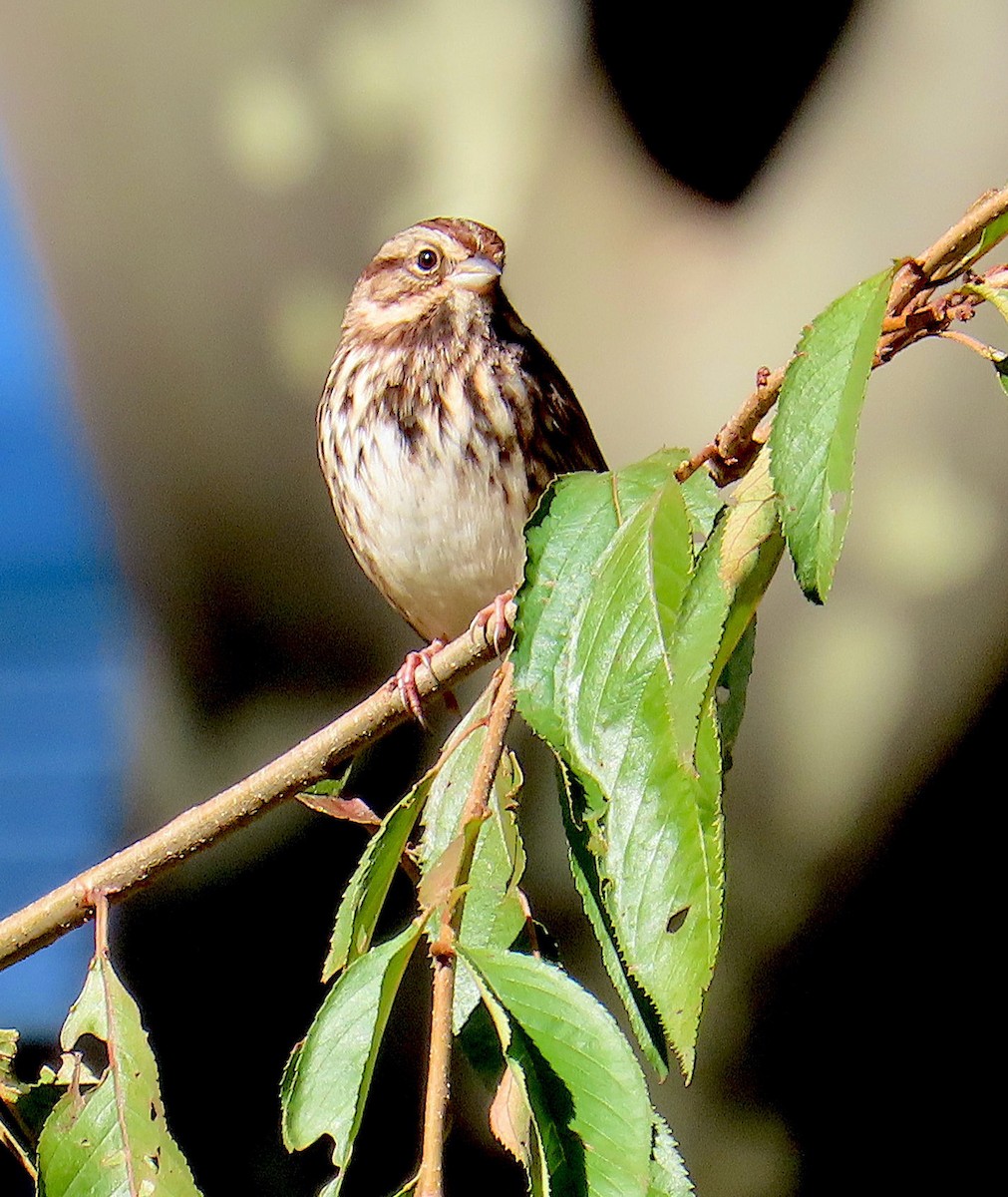 Song Sparrow - ML644098060