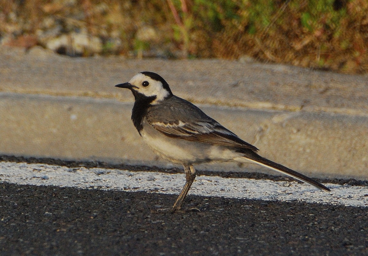 White Wagtail - ML644098080