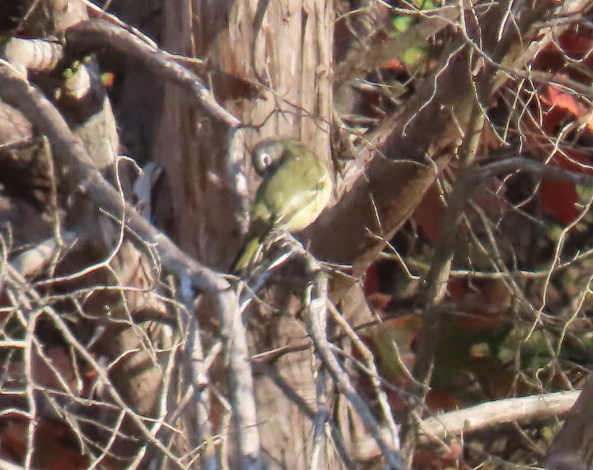 Blue-headed Vireo - ML644098082