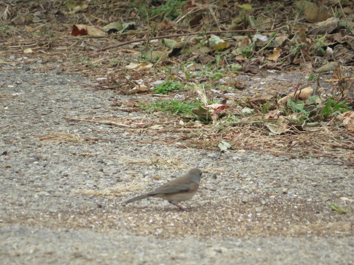 Winterammer - ML644098086