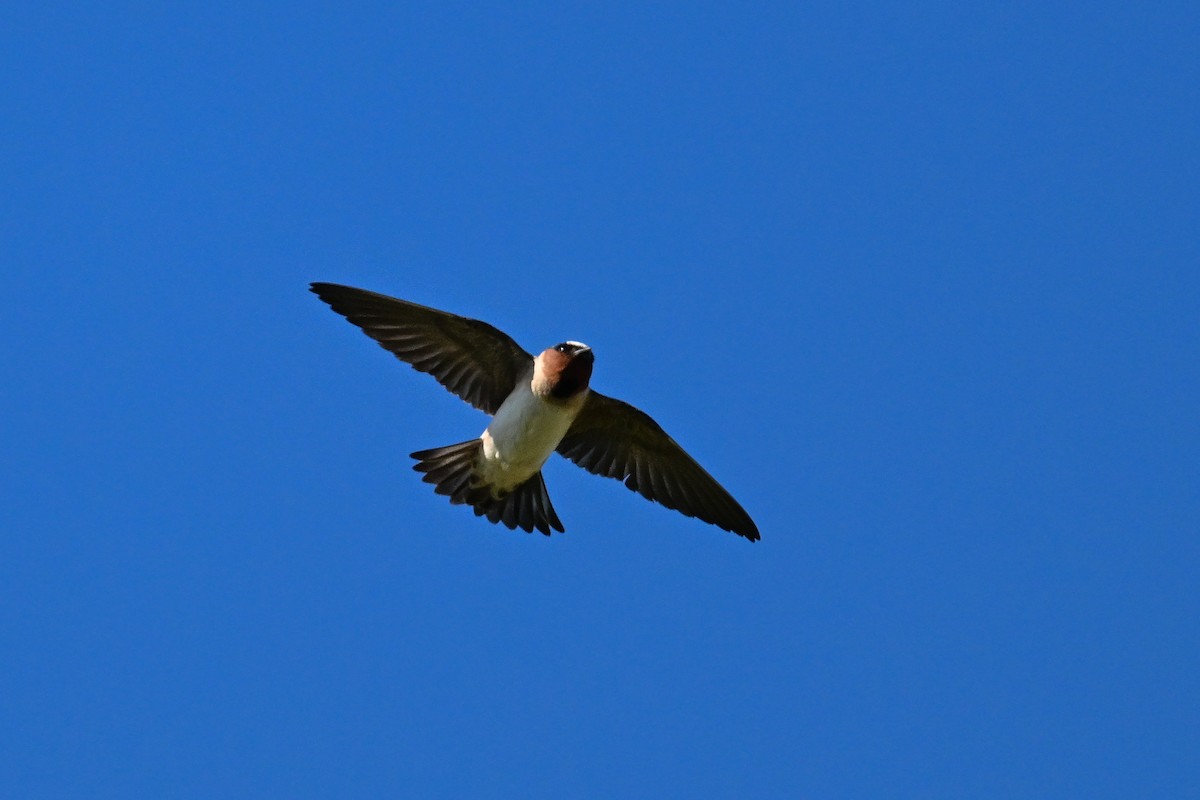 Golondrina Risquera - ML644098091