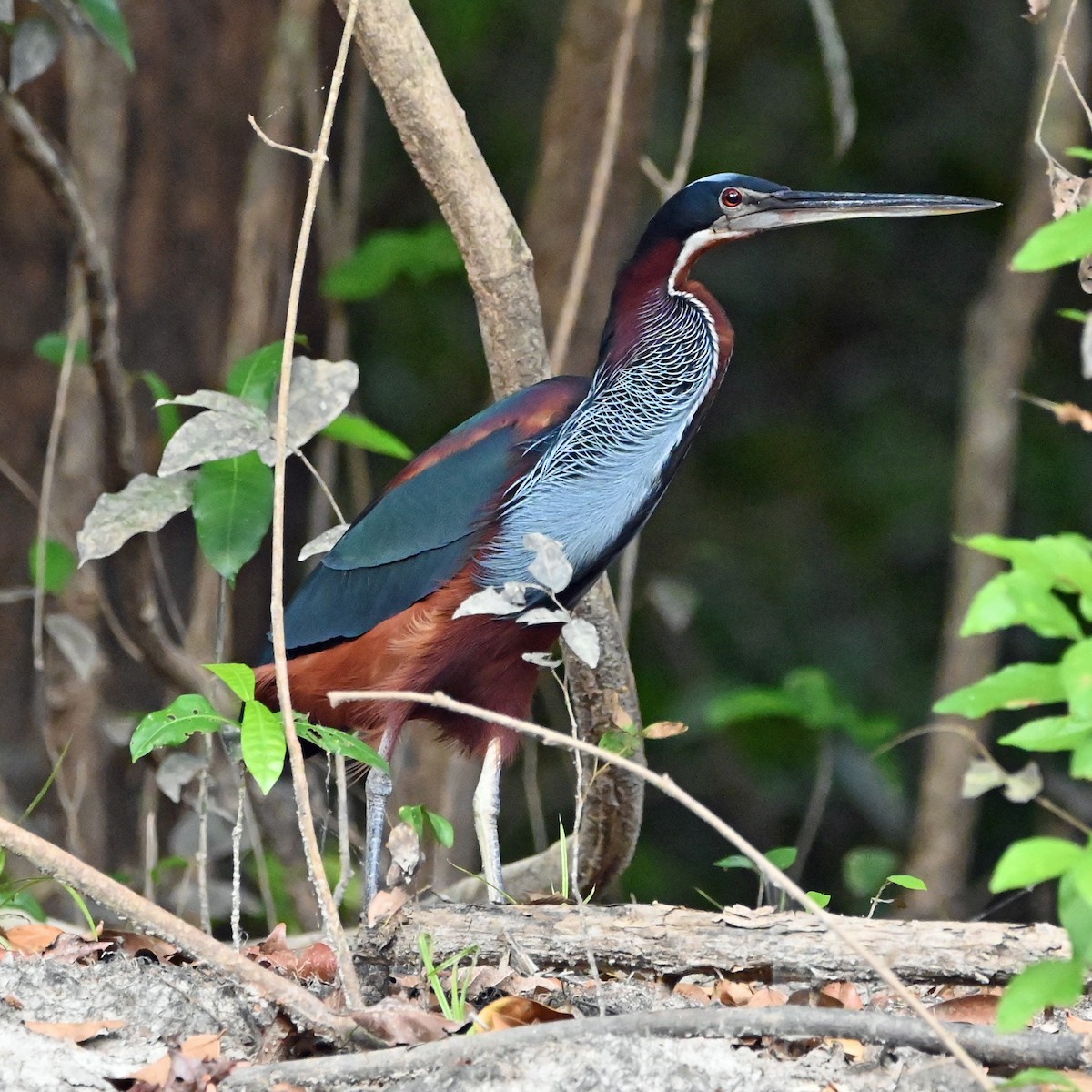 Agami Heron - ML644098110