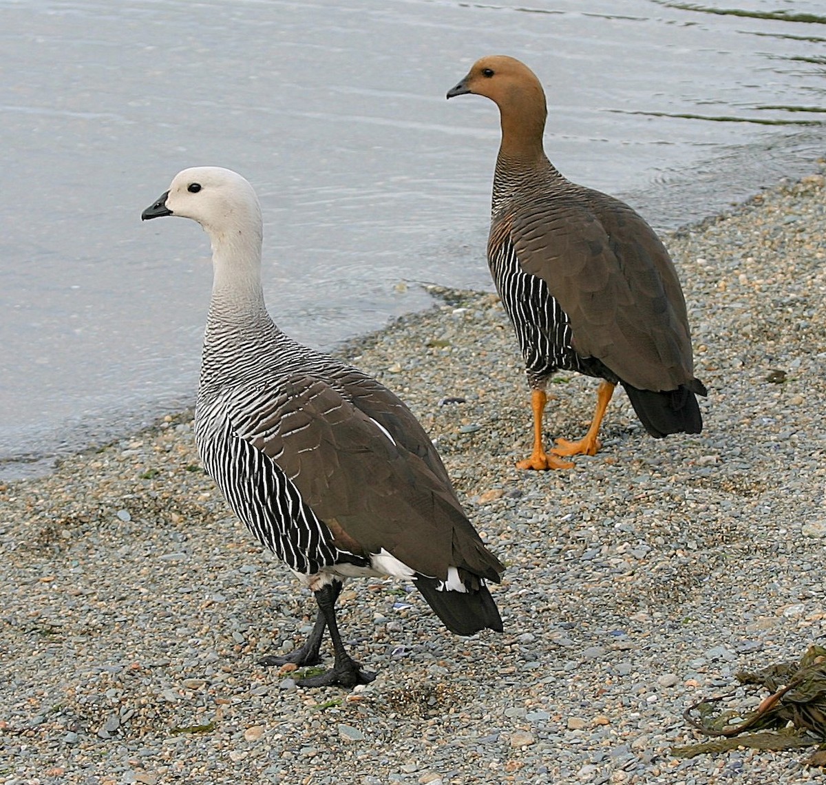 Upland Goose (White-breasted) - ML644098112