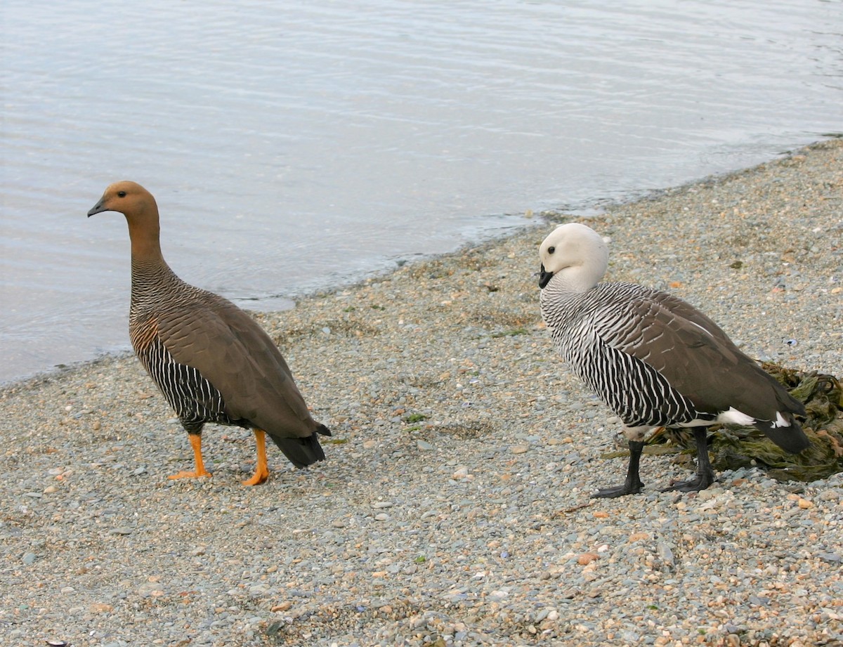 Upland Goose (White-breasted) - ML644098113