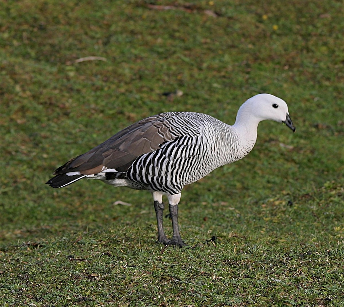 Upland Goose (White-breasted) - ML644098114