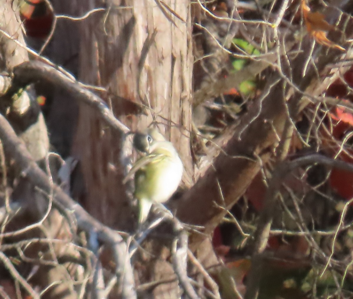 Blue-headed Vireo - ML644098125