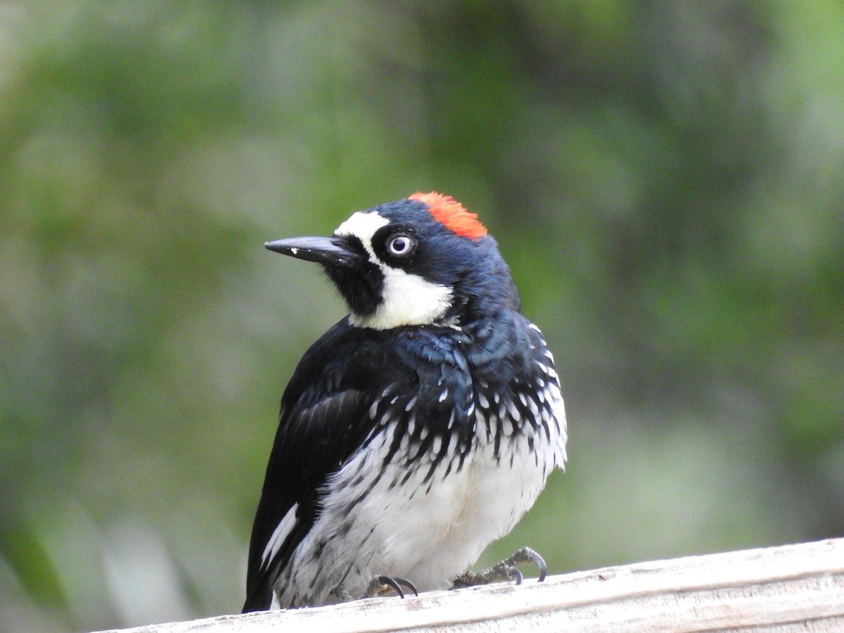 Acorn Woodpecker - ML644098134