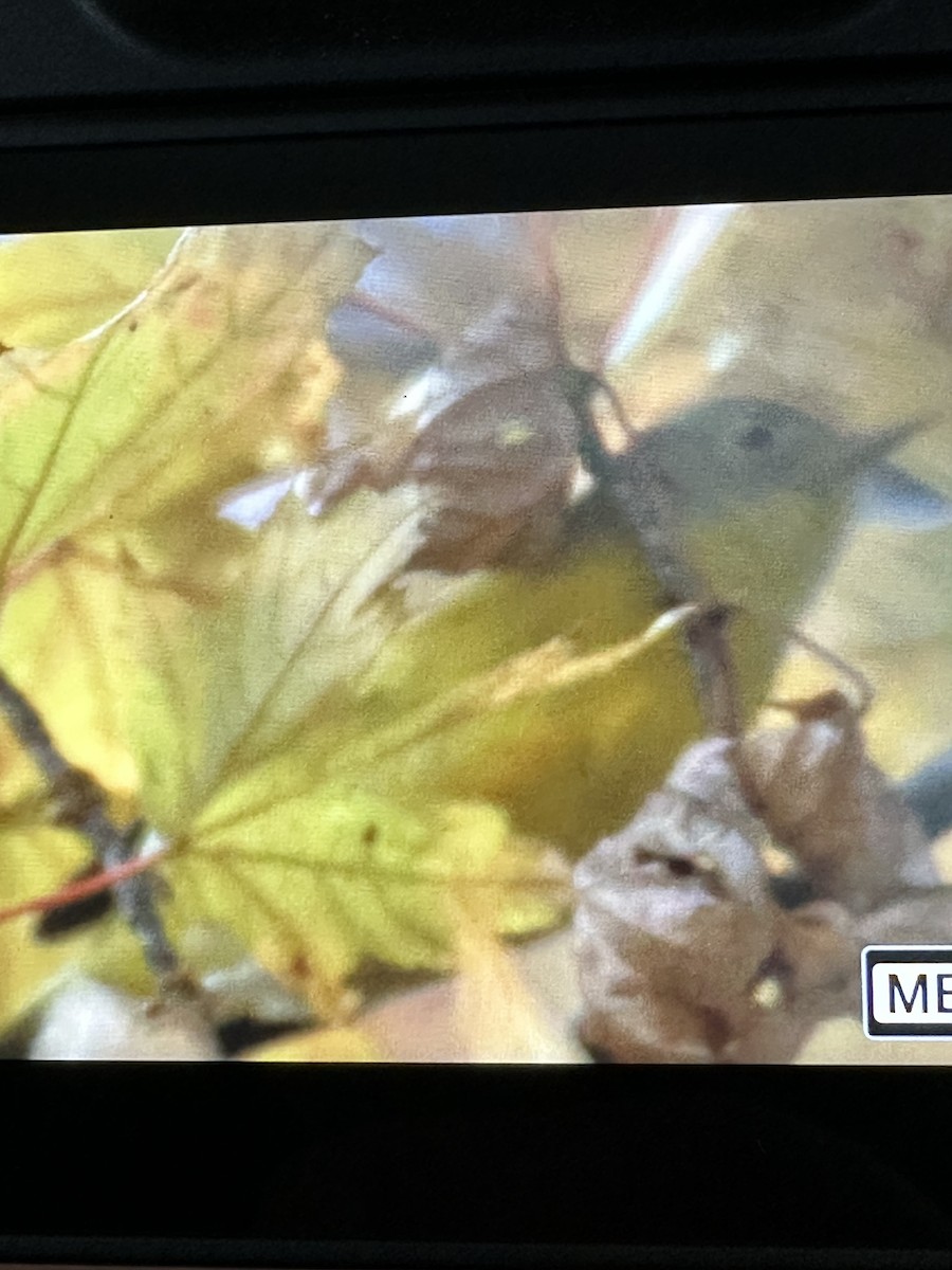 Nashville Warbler - ML644098143
