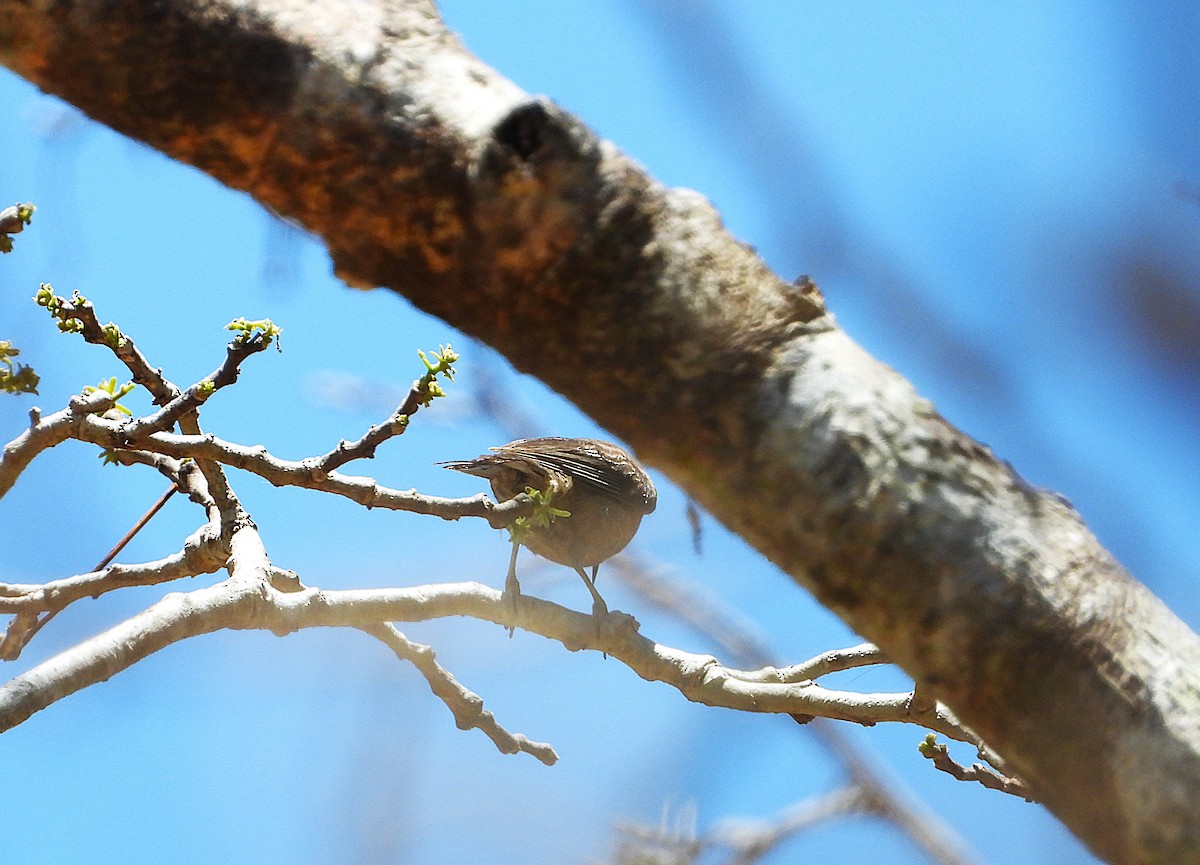 Brown-backed Honeyeater - ML644098149