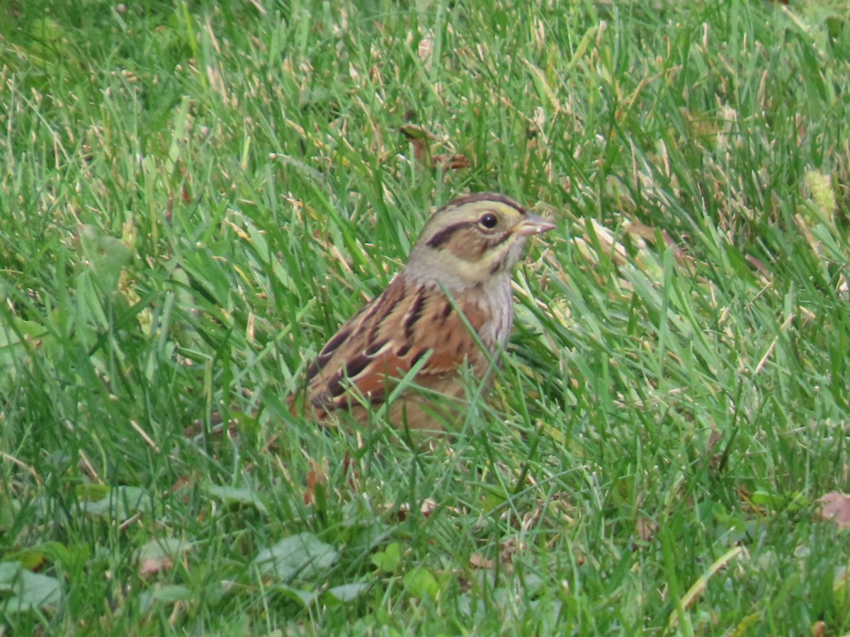 Swamp Sparrow - ML644098150