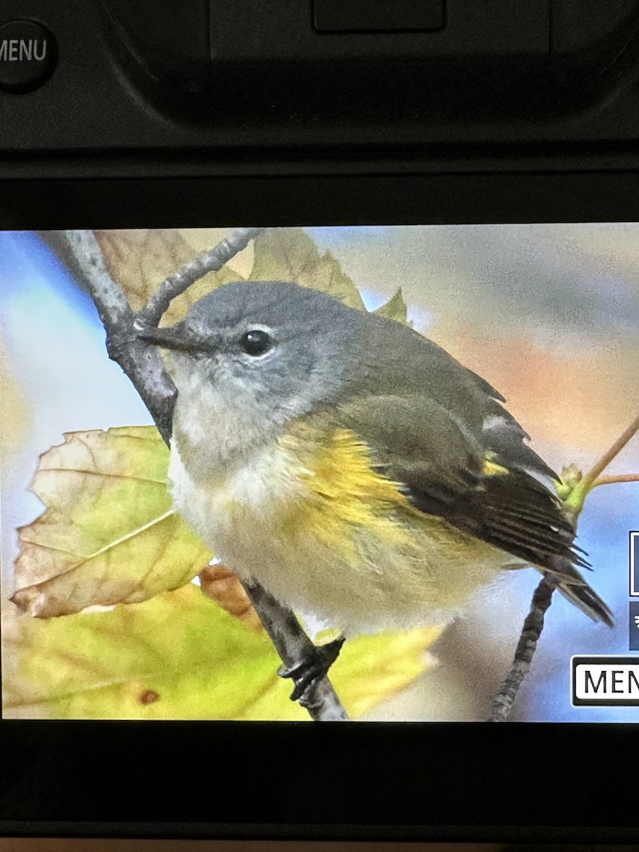 American Redstart - ML644098158