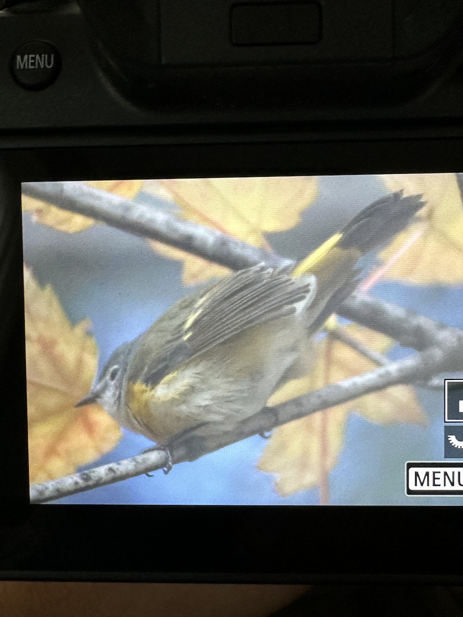 American Redstart - ML644098159