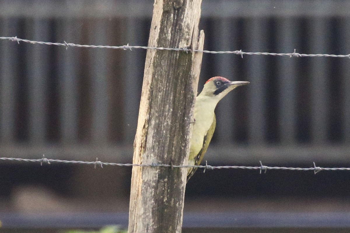 Eurasian Green Woodpecker - ML644098163